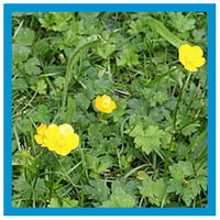 buttercup weed in lawn
