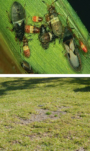 Chinch Bug Control Nutri Lawn