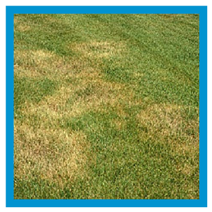 Turfgrass Diseases | Nutri-Lawn