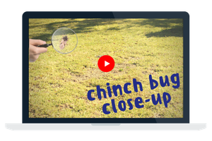 video-chinch